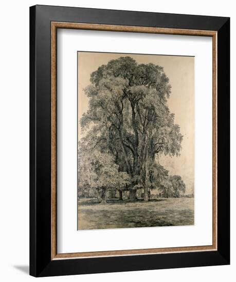 Elm Trees in Old Hall Park, East Bergholt, 1817-John Constable-Framed Giclee Print