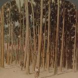 'Toddy palms 100 ft. tall, Pagan, Burma', 1907-Elmer Underwood-Photographic Print