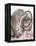 Eloise-Rachael Hale-Framed Premier Image Canvas