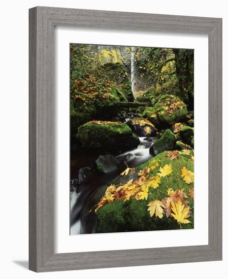 Elowah Falls, Columbia River Gorge, Oregon, USA-Stuart Westmorland-Framed Photographic Print