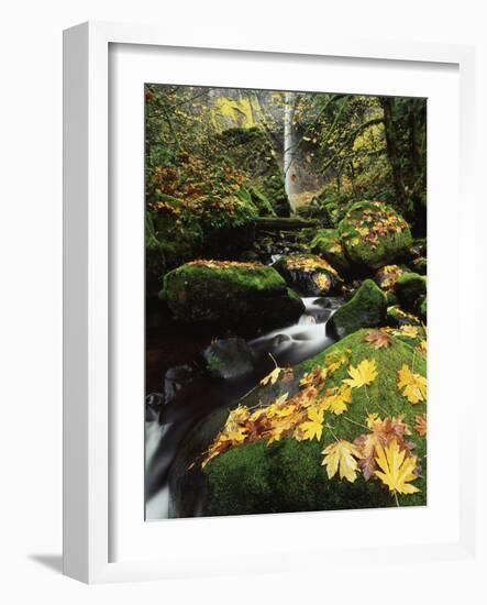 Elowah Falls, Columbia River Gorge, Oregon, USA-Stuart Westmorland-Framed Photographic Print