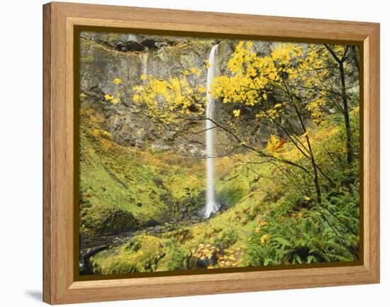 Elowah Falls in Autumn, Columbia Gorge National Scenic Area, Oregon, USA-Stuart Westmoreland-Framed Premier Image Canvas