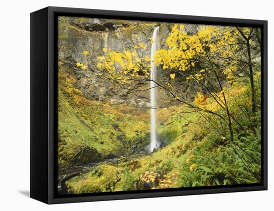 Elowah Falls in Autumn, Columbia Gorge National Scenic Area, Oregon, USA-Stuart Westmoreland-Framed Premier Image Canvas