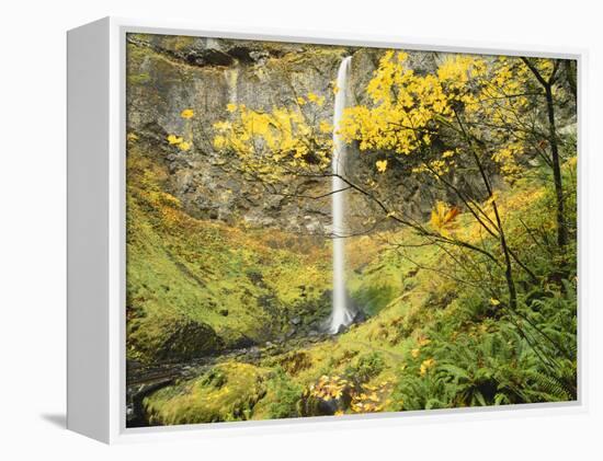 Elowah Falls in Autumn, Columbia Gorge National Scenic Area, Oregon, USA-Stuart Westmoreland-Framed Premier Image Canvas