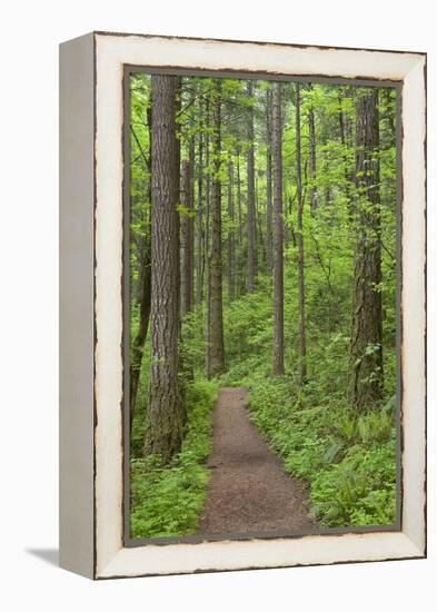 Elowah Falls Trail in Forest Columbia River Gorge, Oregon, USA-Jaynes Gallery-Framed Premier Image Canvas