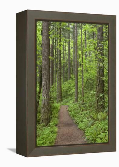 Elowah Falls Trail in Forest Columbia River Gorge, Oregon, USA-Jaynes Gallery-Framed Premier Image Canvas