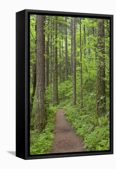 Elowah Falls Trail in Forest Columbia River Gorge, Oregon, USA-Jaynes Gallery-Framed Premier Image Canvas