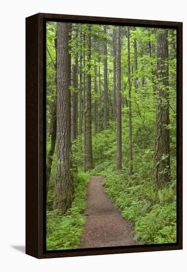 Elowah Falls Trail in Forest Columbia River Gorge, Oregon, USA-Jaynes Gallery-Framed Premier Image Canvas