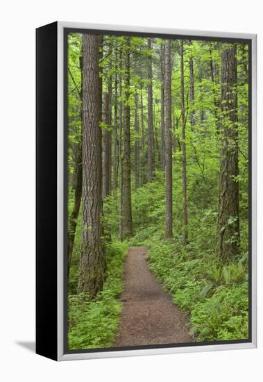 Elowah Falls Trail in Forest Columbia River Gorge, Oregon, USA-Jaynes Gallery-Framed Premier Image Canvas