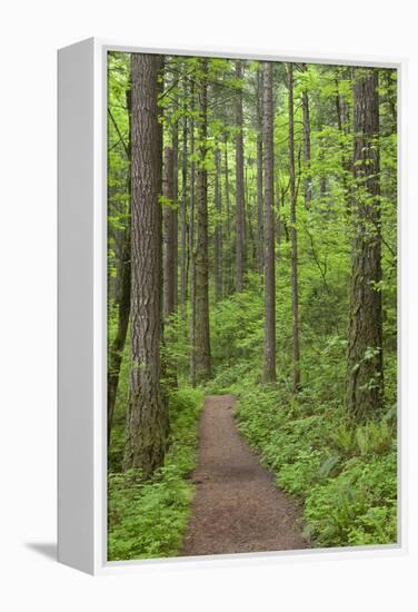 Elowah Falls Trail in Forest Columbia River Gorge, Oregon, USA-Jaynes Gallery-Framed Premier Image Canvas