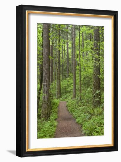 Elowah Falls Trail in Forest Columbia River Gorge, Oregon, USA-Jaynes Gallery-Framed Photographic Print