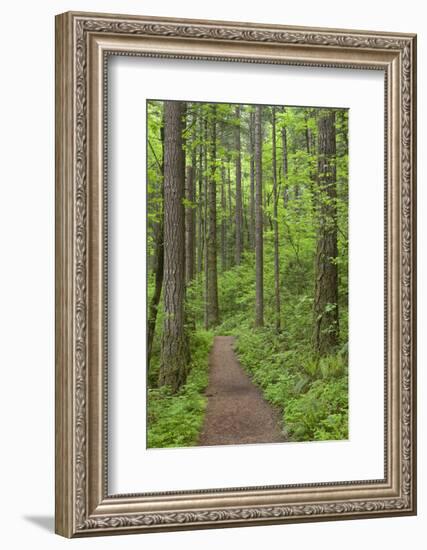 Elowah Falls Trail in Forest Columbia River Gorge, Oregon, USA-Jaynes Gallery-Framed Photographic Print