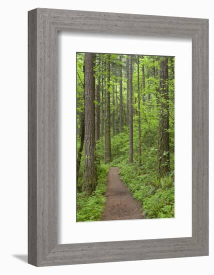 Elowah Falls Trail in Forest Columbia River Gorge, Oregon, USA-Jaynes Gallery-Framed Photographic Print