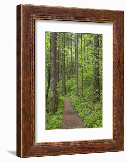 Elowah Falls Trail in Forest Columbia River Gorge, Oregon, USA-Jaynes Gallery-Framed Photographic Print