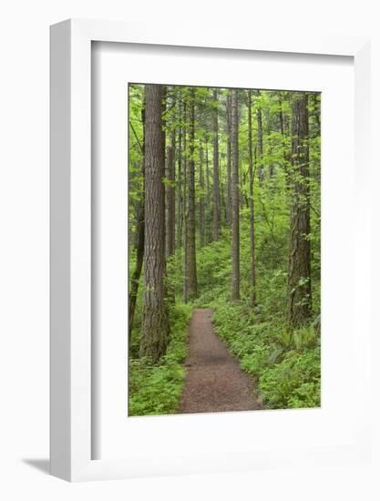 Elowah Falls Trail in Forest Columbia River Gorge, Oregon, USA-Jaynes Gallery-Framed Photographic Print