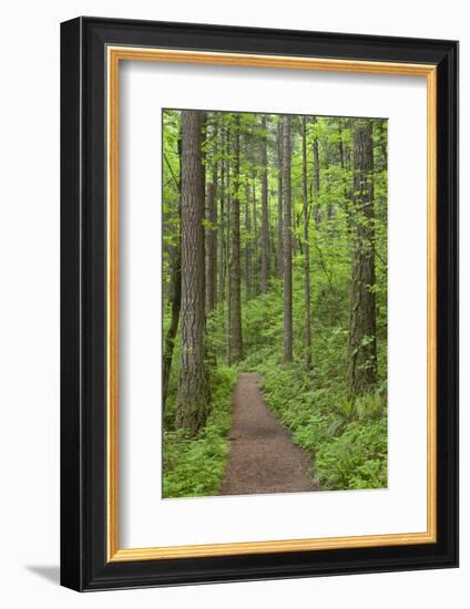 Elowah Falls Trail in Forest Columbia River Gorge, Oregon, USA-Jaynes Gallery-Framed Photographic Print