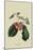 Elton Cherry-William Hooker-Mounted Art Print