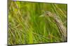 Elusive American Bittern Stalking Prey, Everglades National Park, Florida-Maresa Pryor-Mounted Photographic Print