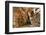 Elves Chasm, Grand Canyon National Park, Arizona, USA-Matt Freedman-Framed Photographic Print