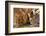 Elves Chasm, Grand Canyon National Park, Arizona, USA-Matt Freedman-Framed Photographic Print