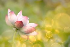 Lotus Flowers in Garden under Sunlight-elwynn-Photographic Print