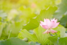 Morning Lotus Flower in the Farm under Warm Sunlight-elwynn-Art Print