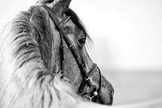 Portrait of a Sports Stallion. Riding on a Horse. Thoroughbred Horse. Beautiful Horse.-Elya Vatel-Framed Photographic Print