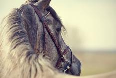 Portrait of a Sports Stallion. Riding on a Horse. Thoroughbred Horse. Beautiful Horse.-Elya Vatel-Framed Photographic Print