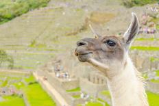 Llama in Machu Picchu-Elzbieta Sekowska-Framed Premier Image Canvas