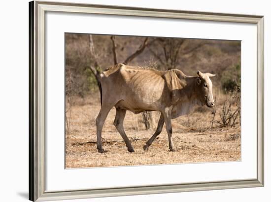 Emaciated Cattle (Bos Indicus) Wandering Alone-Lisa Hoffner-Framed Photographic Print