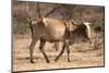 Emaciated Cattle (Bos Indicus) Wandering Alone-Lisa Hoffner-Mounted Photographic Print