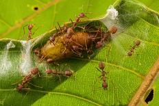 Asian weaver ants protecting a parasitic butterfly pupa, Borneo-Emanuele Biggi-Photographic Print