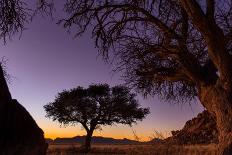 Camel thorn tree silhouetted at sunset in the desert, Namibia-Emanuele Biggi-Photographic Print
