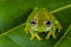 Leaf insect (Phyllium sp.) camouflaged in rainforest, Mulu National Park, Borneo-Emanuele Biggi-Photographic Print