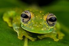 Palmated gecko with fluorescent body areas under UV-Emanuele Biggi-Photographic Print