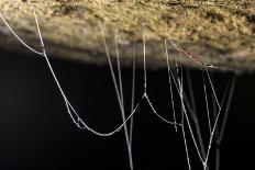 Fungus gnat larvae, with sticky hanging threads, waiting to ambush small flying insects, Malaysia-Emanuele Biggi-Photographic Print