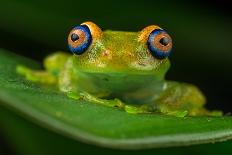 Palmated gecko with fluorescent body areas under UV-Emanuele Biggi-Photographic Print