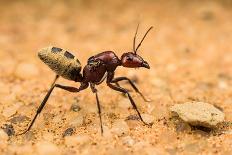 Namib desert dune ant queen on sand with visible wing scars-Emanuele Biggi-Photographic Print