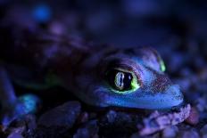 Palmated gecko with fluorescent body areas under UV-Emanuele Biggi-Framed Photographic Print