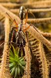 Trap-jaw ant with mandibles open, Peru-Emanuele Biggi-Photographic Print