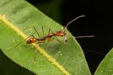 Asian weaver ants protecting a parasitic butterfly pupa, Borneo-Emanuele Biggi-Photographic Print