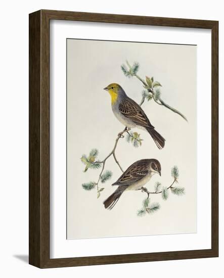 Emberiza Cinerea-John Gould-Framed Giclee Print