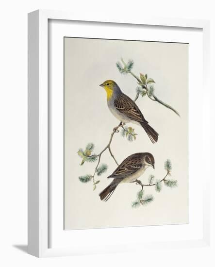 Emberiza Cinerea-John Gould-Framed Giclee Print