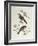 Emberiza Cinerea-John Gould-Framed Giclee Print