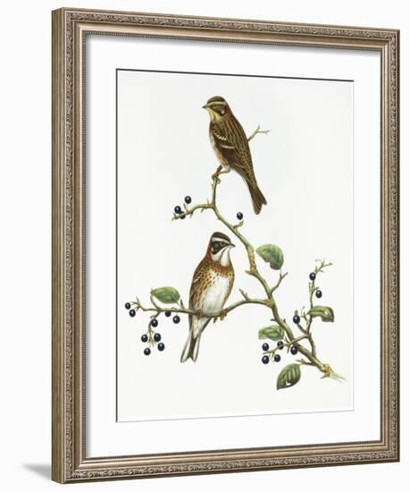 Emberiza Rustica-Aaron Ashley-Framed Art Print