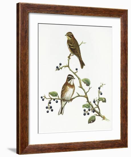 Emberiza Rustica-Aaron Ashley-Framed Art Print