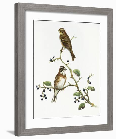 Emberiza Rustica-Aaron Ashley-Framed Art Print