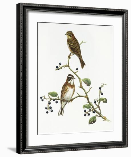 Emberiza Rustica-Aaron Ashley-Framed Art Print