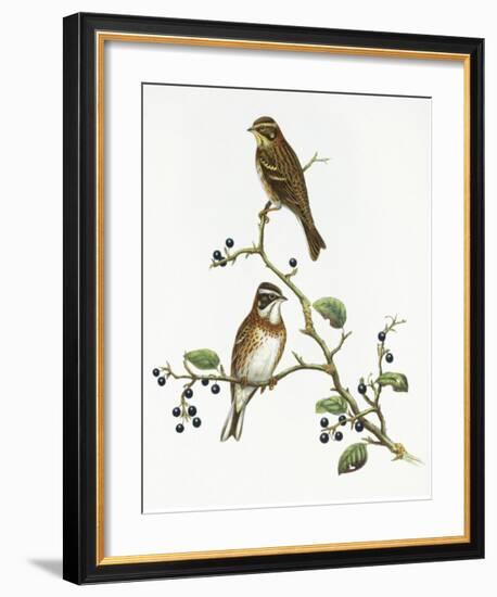 Emberiza Rustica-Aaron Ashley-Framed Art Print