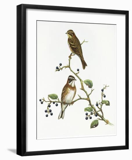 Emberiza Rustica-Aaron Ashley-Framed Art Print